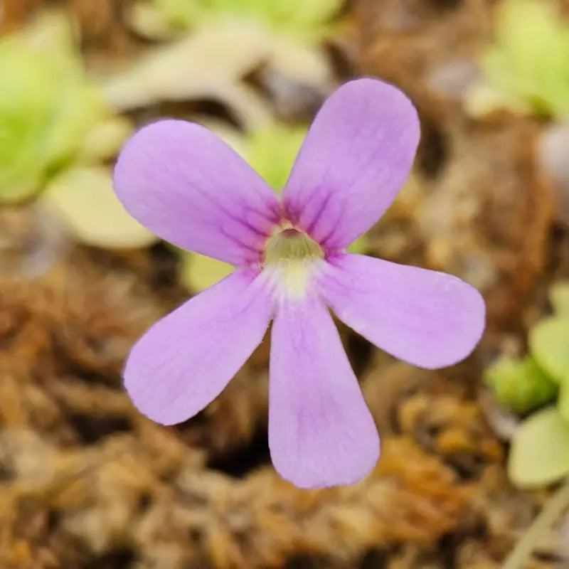 Butterwort - Pinguicula - Bug-Eating Carnivorous Plant - Live Arrival - 3" Pot & Soil Included - Predatory Plants