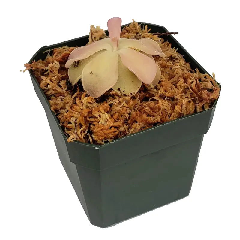 Butterwort - Pinguicula - Bug-Eating Carnivorous Plant - Live Arrival - 3" Pot & Soil Included - Predatory Plants