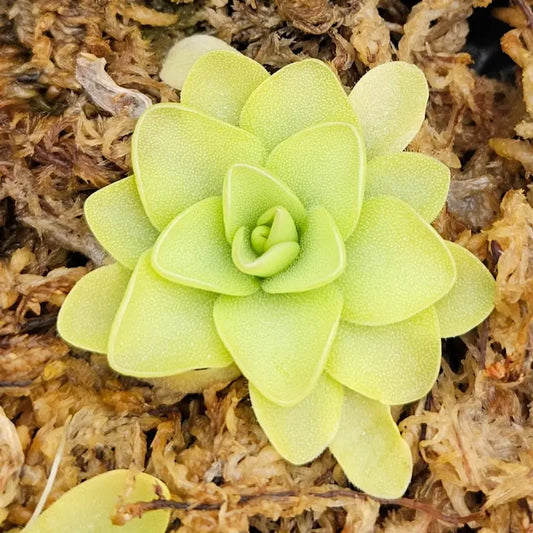 Butterwort - Pinguicula - Bug-Eating Carnivorous Plant - Live Arrival - 3" Pot & Soil Included - Predatory Plants