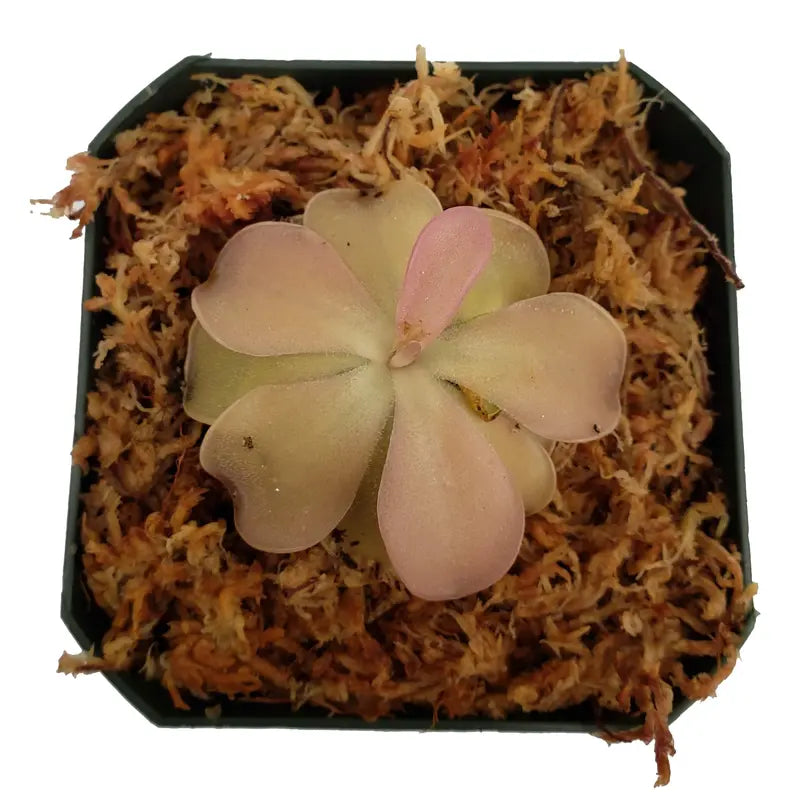 Butterwort - Pinguicula - Bug-Eating Carnivorous Plant - Live Arrival - 3" Pot & Soil Included - Predatory Plants